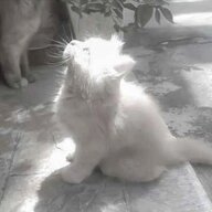 Kirya_Stark 𓆩♡𓆪