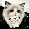 Dima Blacks