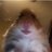 Hamster_hamsters