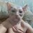 Ahmed_Fazber